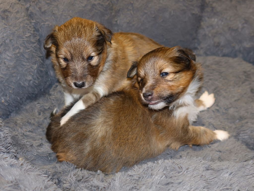 chiot Shetland Sheepdog Du Royaume Des Grenouilles