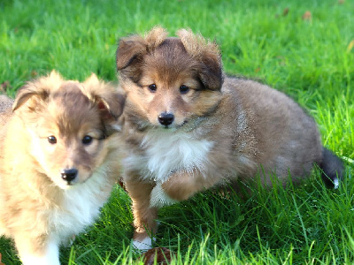 Du Royaume Des Grenouilles - Shetland Sheepdog - Portée née le 18/11/2024