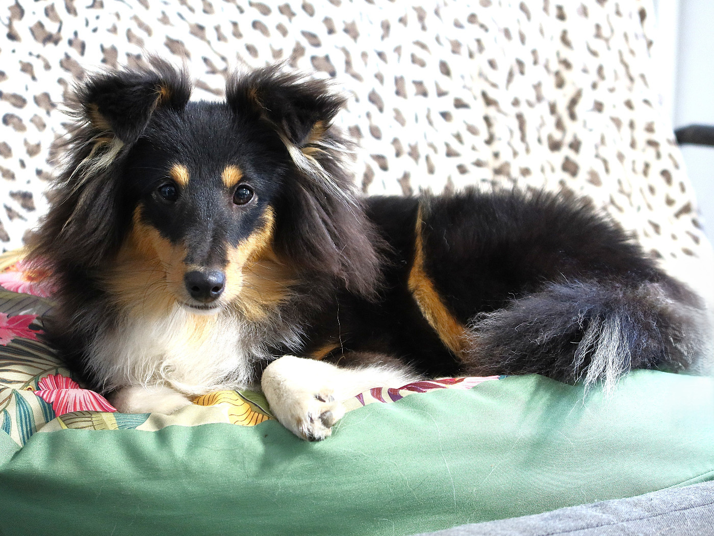 BAGHEERA des bergers de la plaine