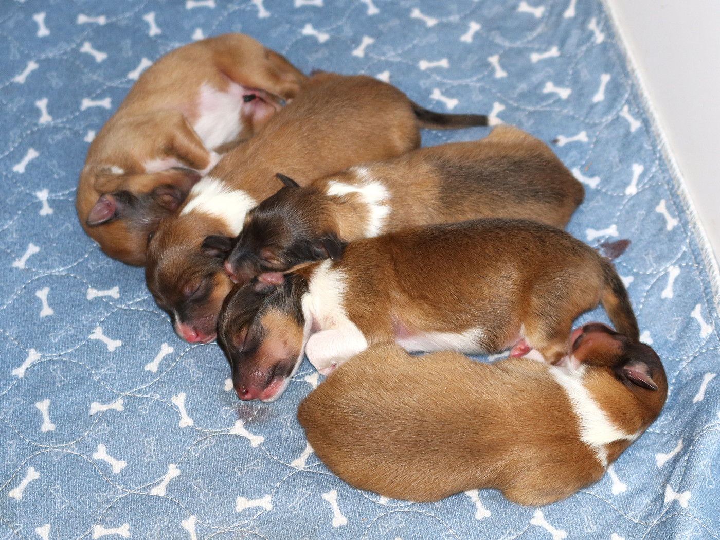 Chiot Shetland Sheepdog Du Royaume Des Grenouilles