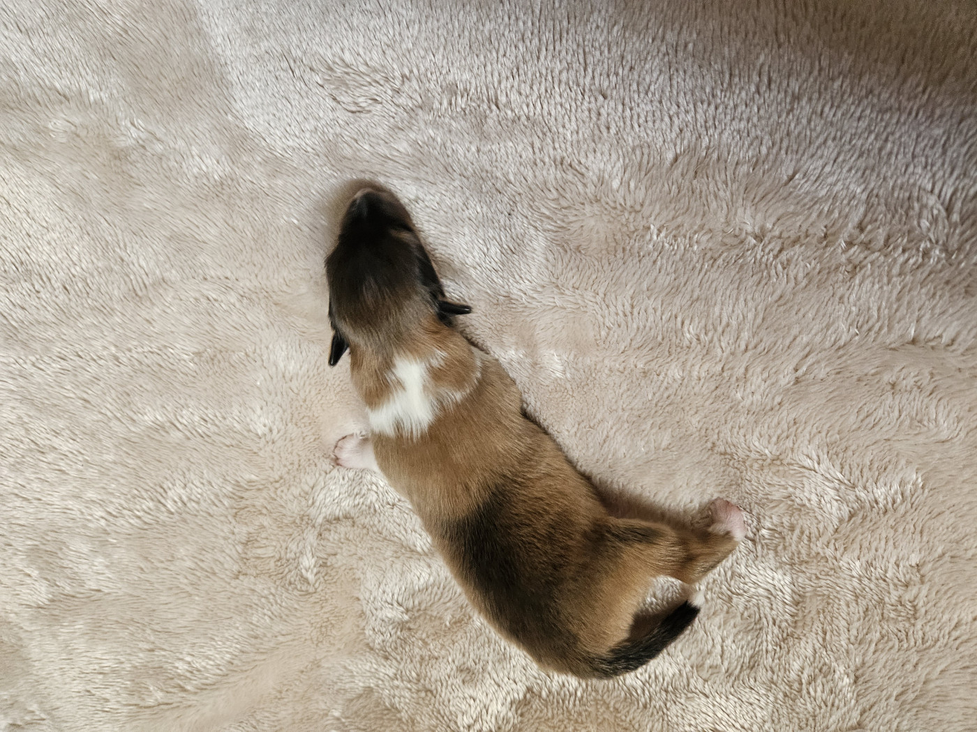 Du Royaume Des Grenouilles - Chiots disponibles - Shetland Sheepdog