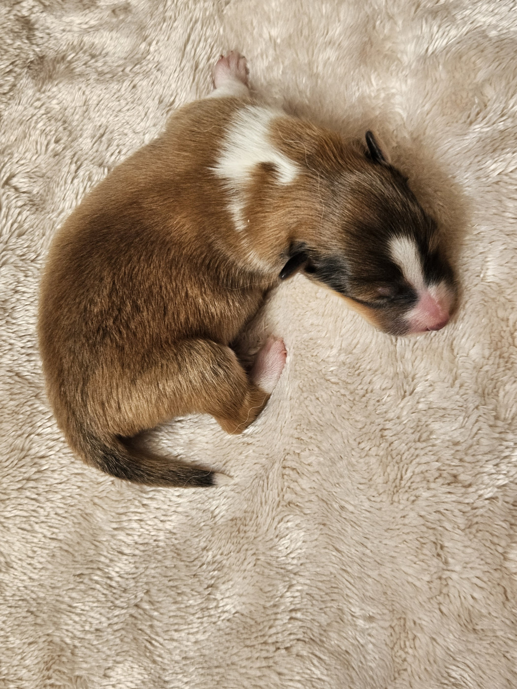 Du Royaume Des Grenouilles - Chiots disponibles - Shetland Sheepdog