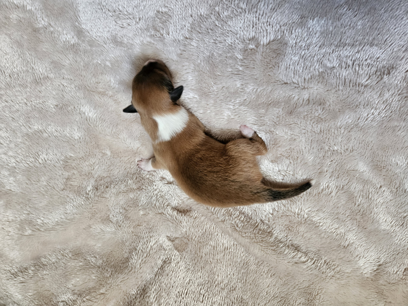Du Royaume Des Grenouilles - Chiots disponibles - Shetland Sheepdog