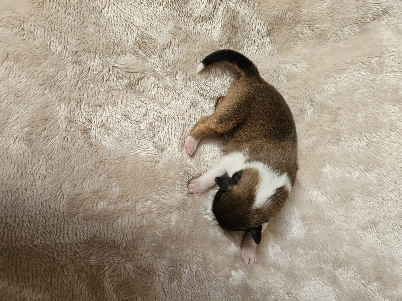 Du Royaume Des Grenouilles - Chiots disponibles - Shetland Sheepdog