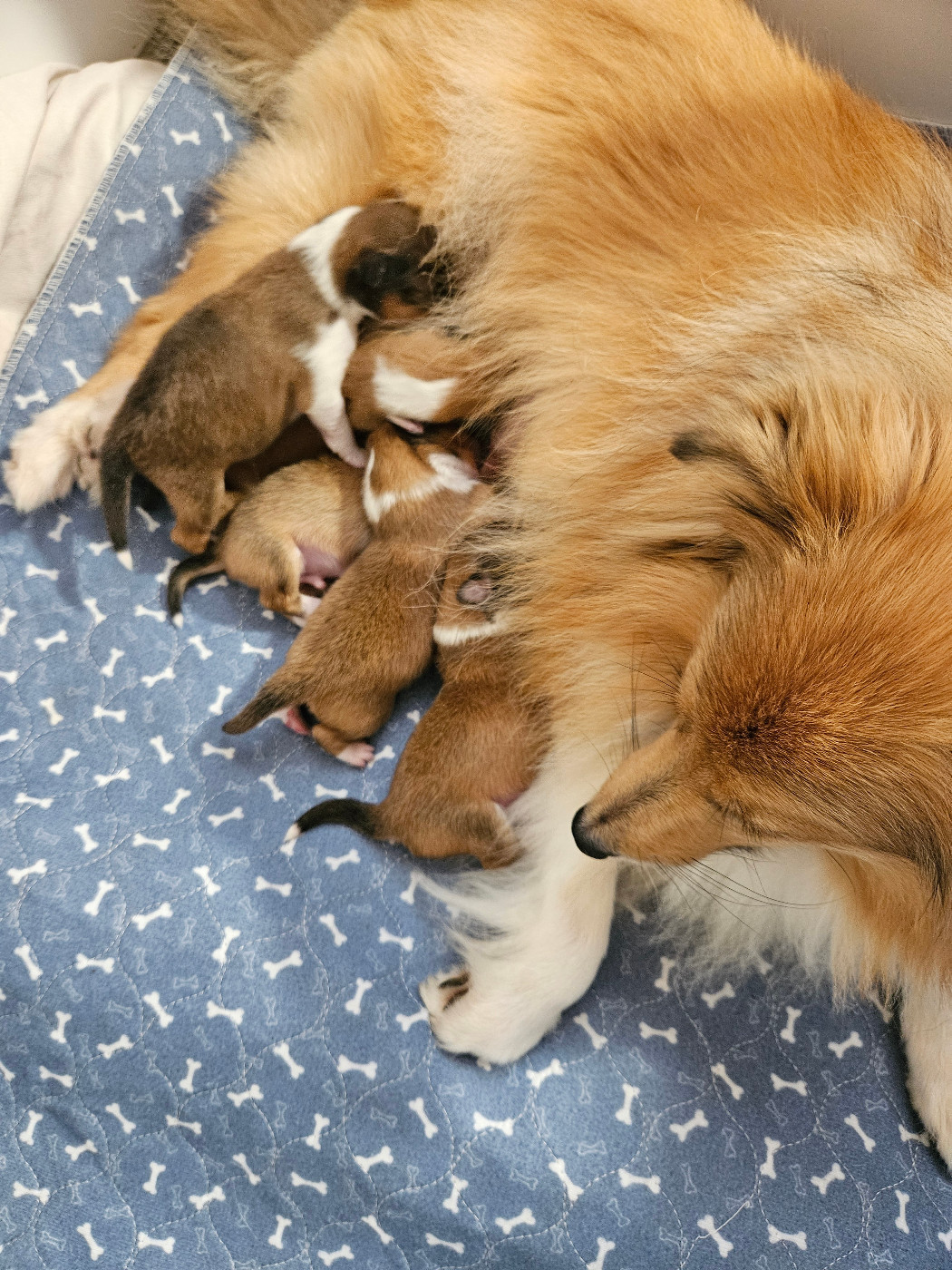 Du Royaume Des Grenouilles - Shetland Sheepdog - Portée née le 17/09/2026