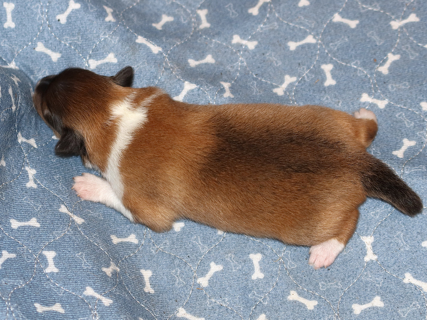 Du Royaume Des Grenouilles - Chiots disponibles - Shetland Sheepdog