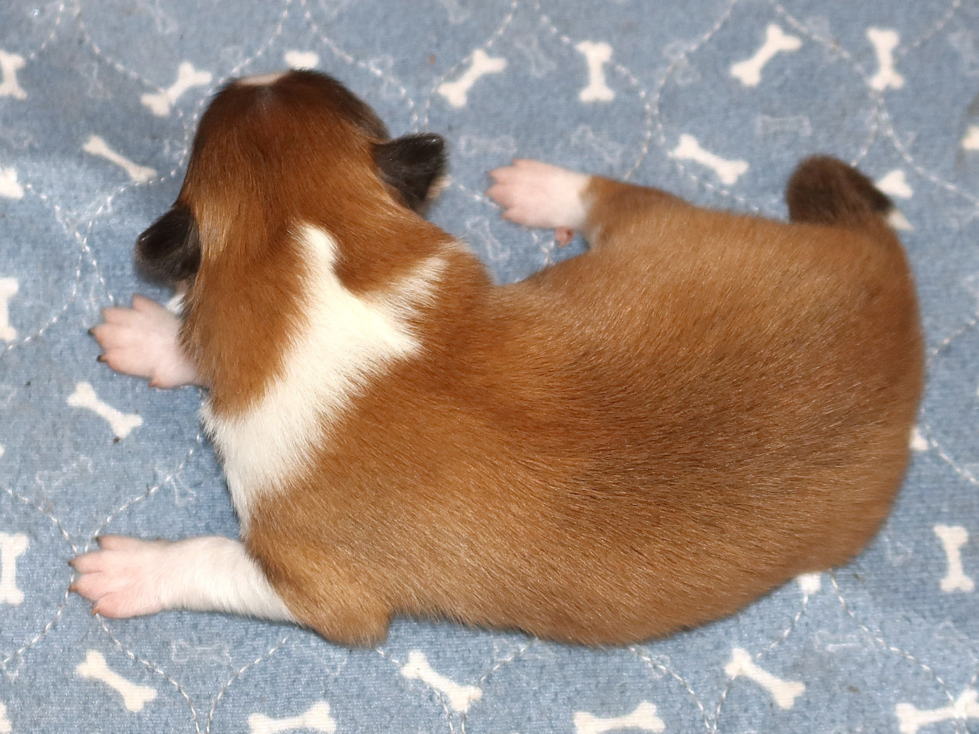 Du Royaume Des Grenouilles - Chiots disponibles - Shetland Sheepdog
