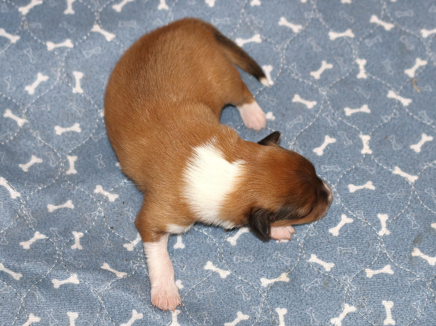 Du Royaume Des Grenouilles - Chiots disponibles - Shetland Sheepdog
