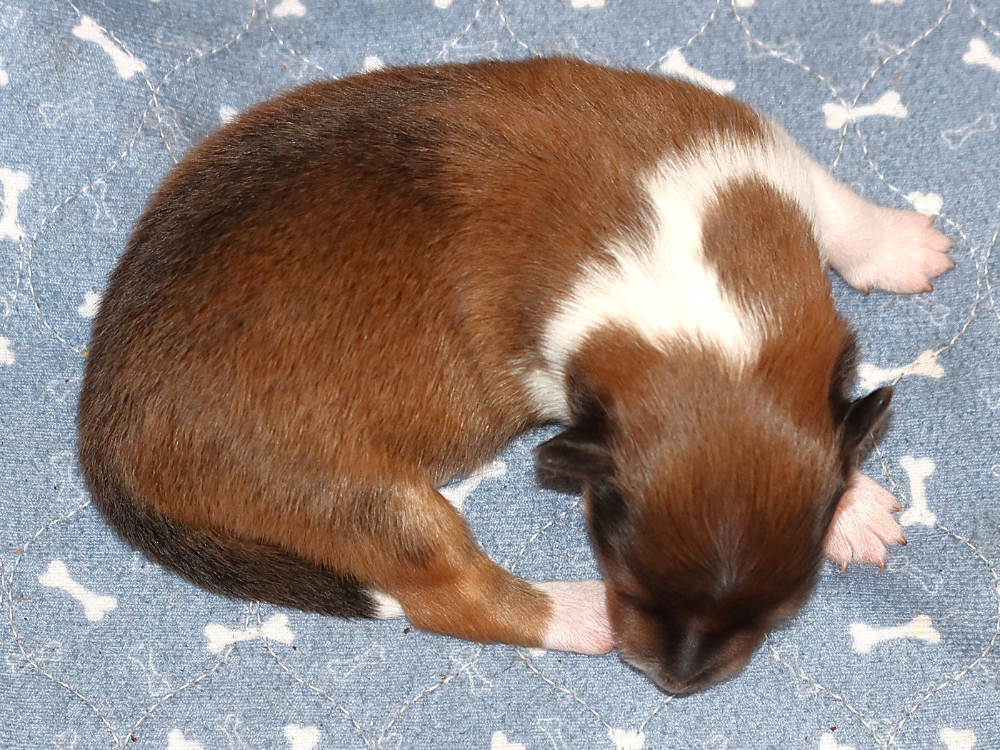 Du Royaume Des Grenouilles - Chiots disponibles - Shetland Sheepdog