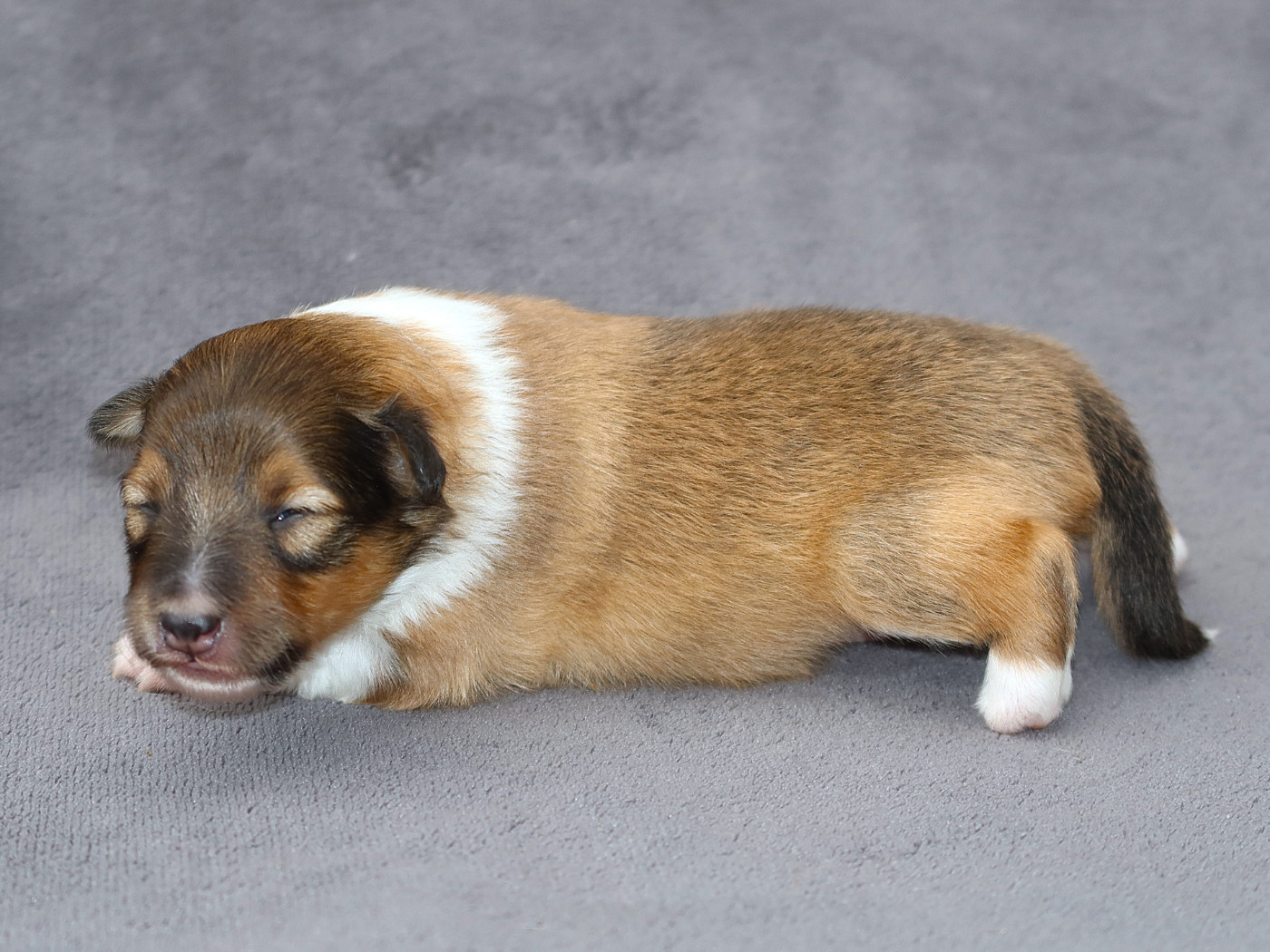 Du Royaume Des Grenouilles - Chiots disponibles - Shetland Sheepdog