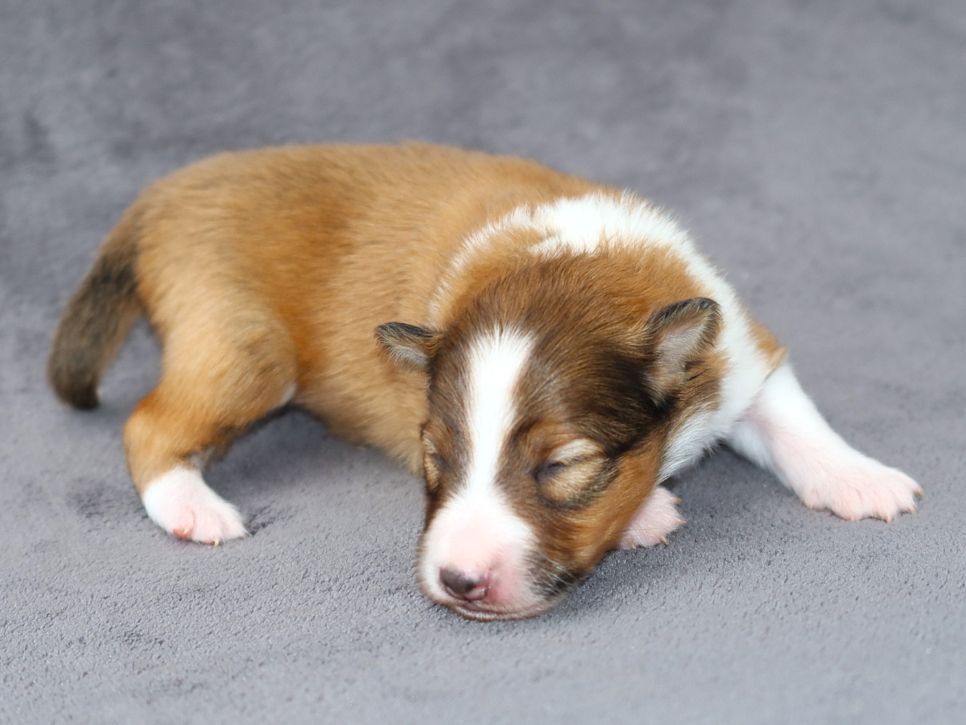 Du Royaume Des Grenouilles - Chiots disponibles - Shetland Sheepdog