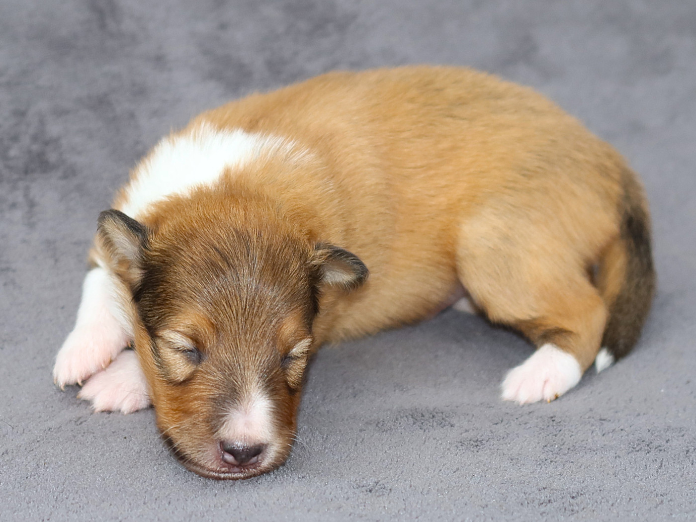 Du Royaume Des Grenouilles - Chiots disponibles - Shetland Sheepdog