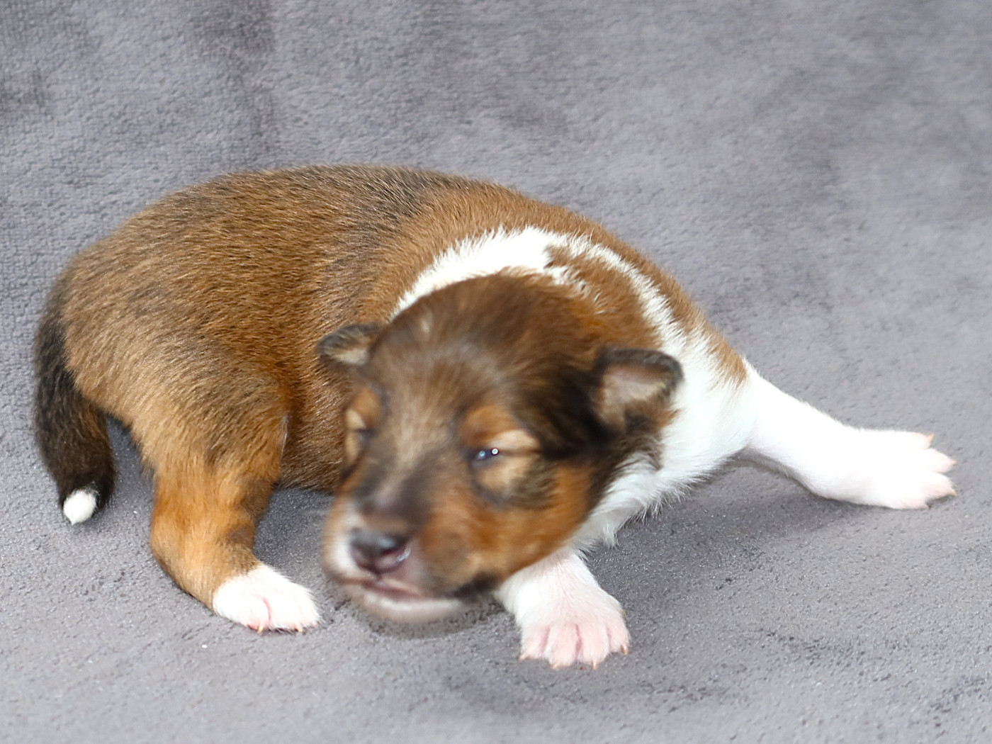 Du Royaume Des Grenouilles - Chiots disponibles - Shetland Sheepdog