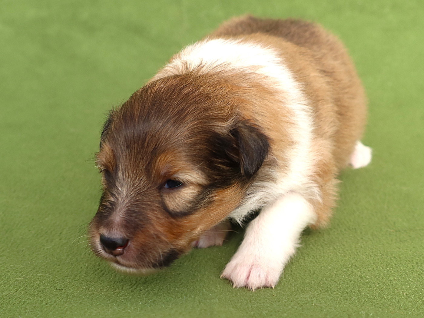 Du Royaume Des Grenouilles - Chiots disponibles - Shetland Sheepdog