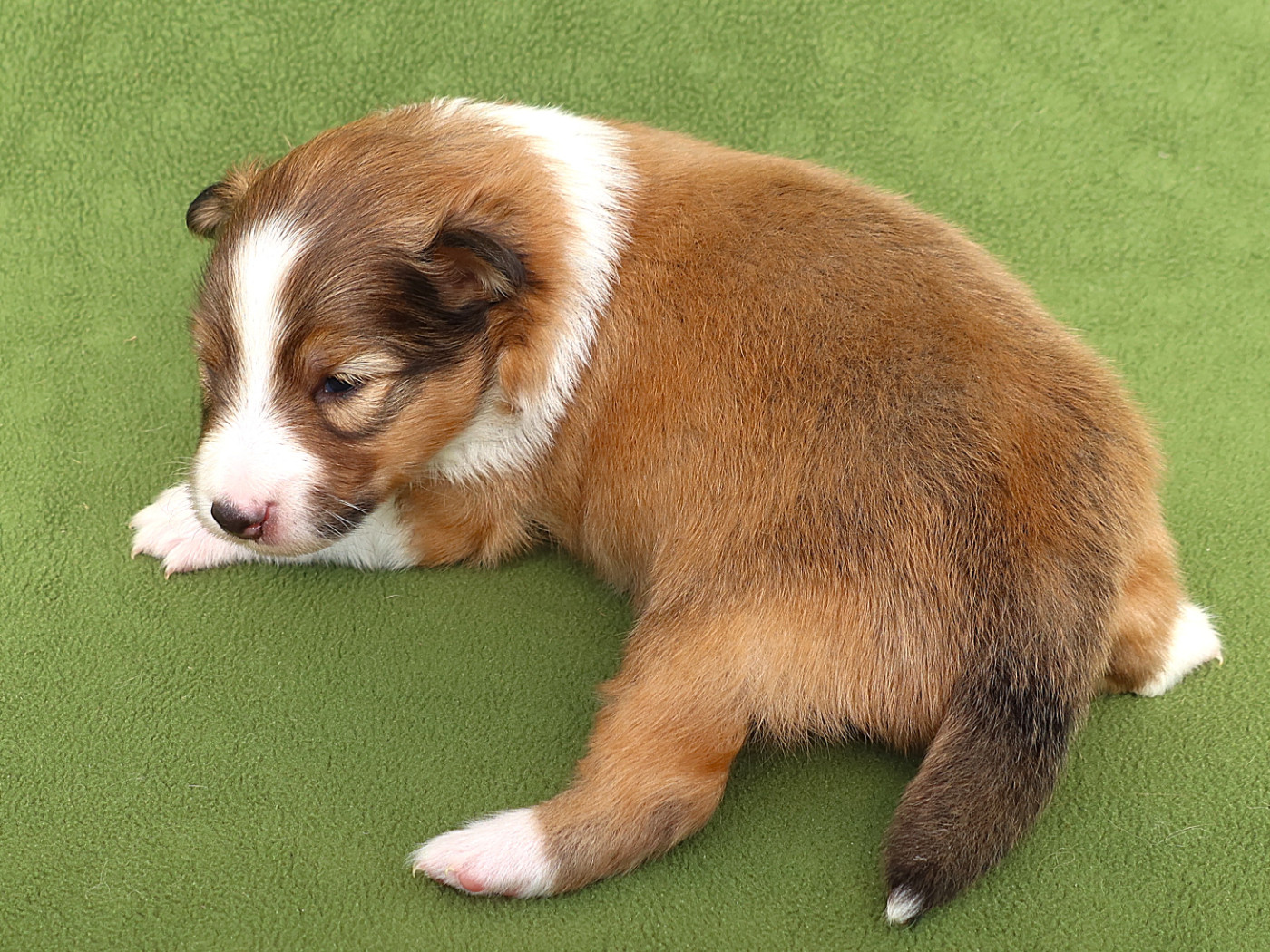 Du Royaume Des Grenouilles - Chiots disponibles - Shetland Sheepdog