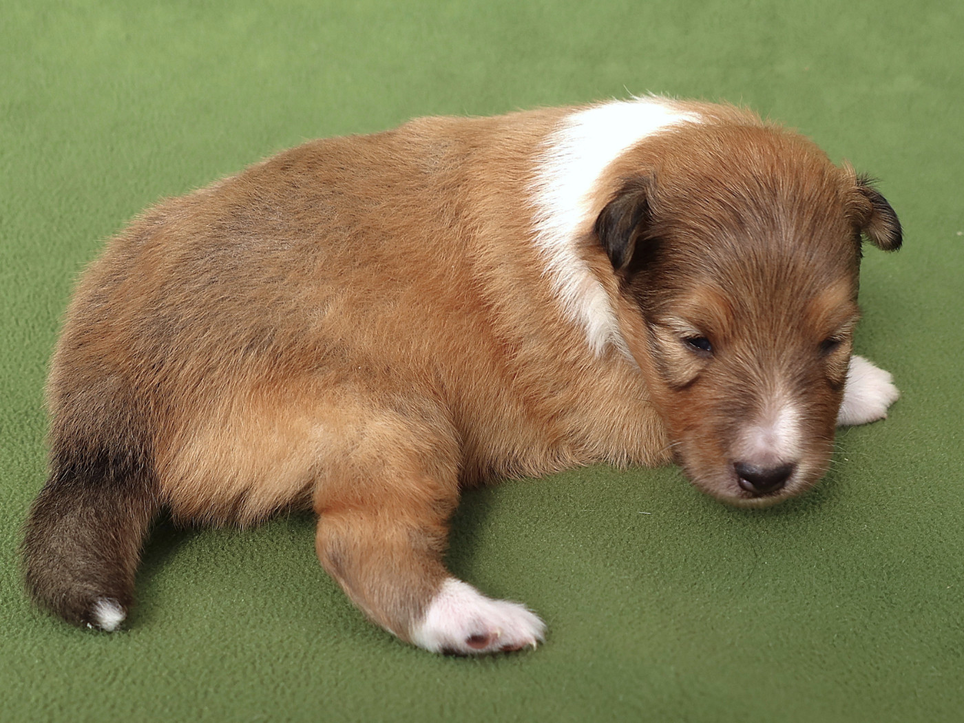 Du Royaume Des Grenouilles - Chiots disponibles - Shetland Sheepdog