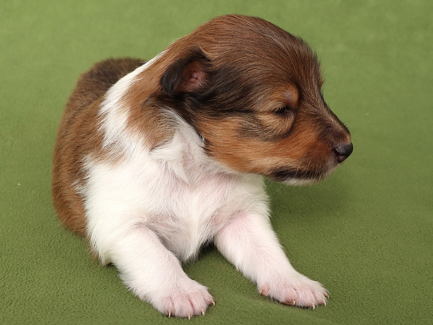 Du Royaume Des Grenouilles - Chiots disponibles - Shetland Sheepdog
