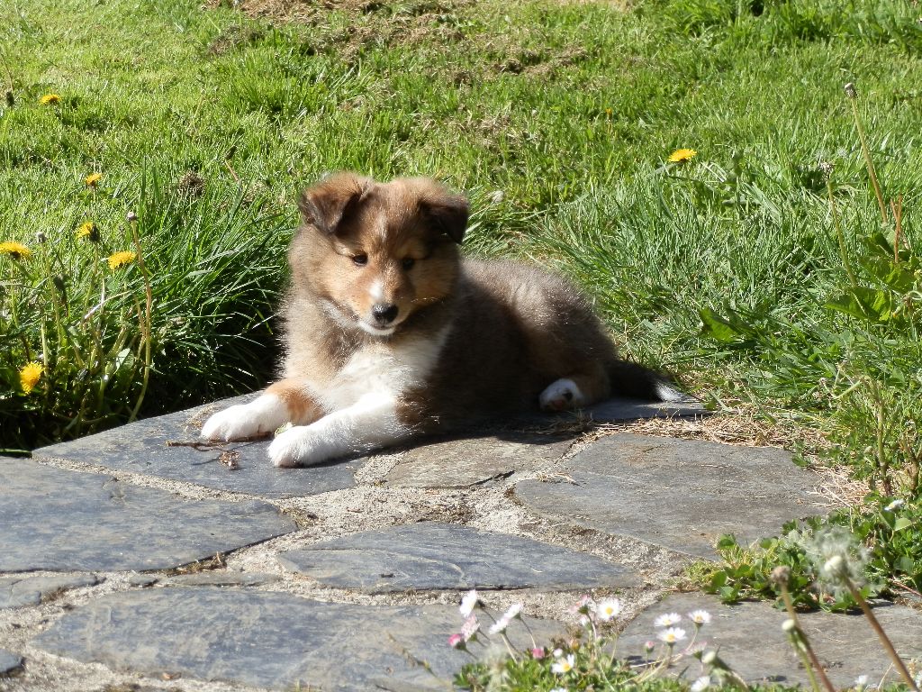 Oscar