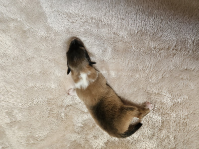 Chiot N°1
