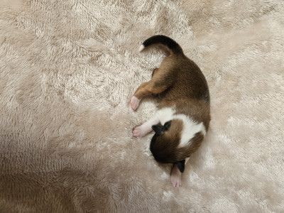 Chiot N°4