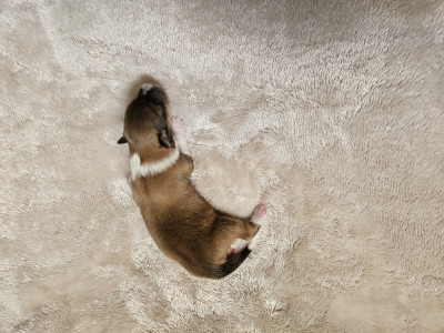 Chiot N°5